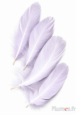 Gans - 13-20 cm - wit